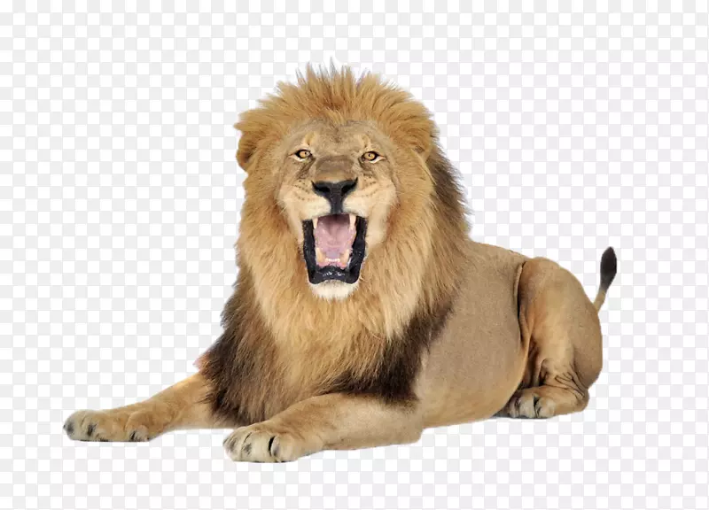 狮子偶像-狮子