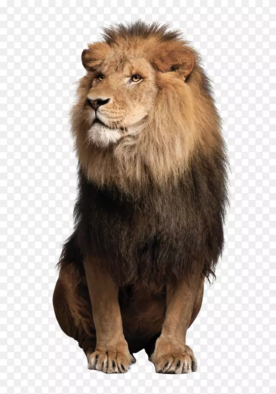 海狮豹美洲豹猫科狮子