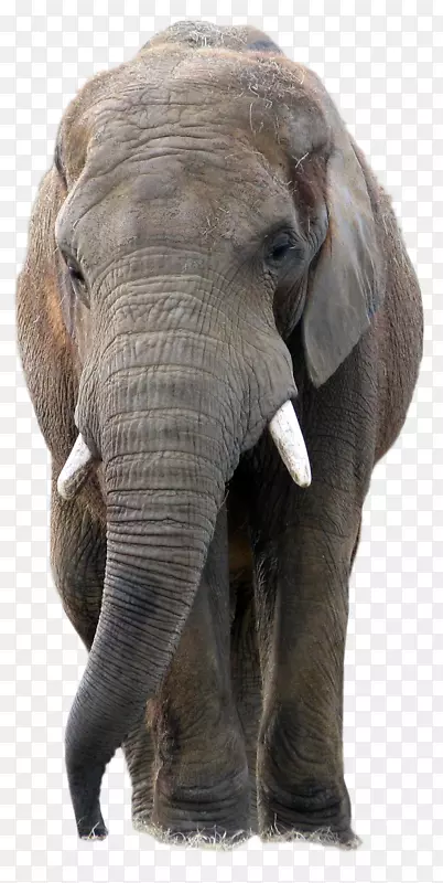 大象油漆店专业图标-动物