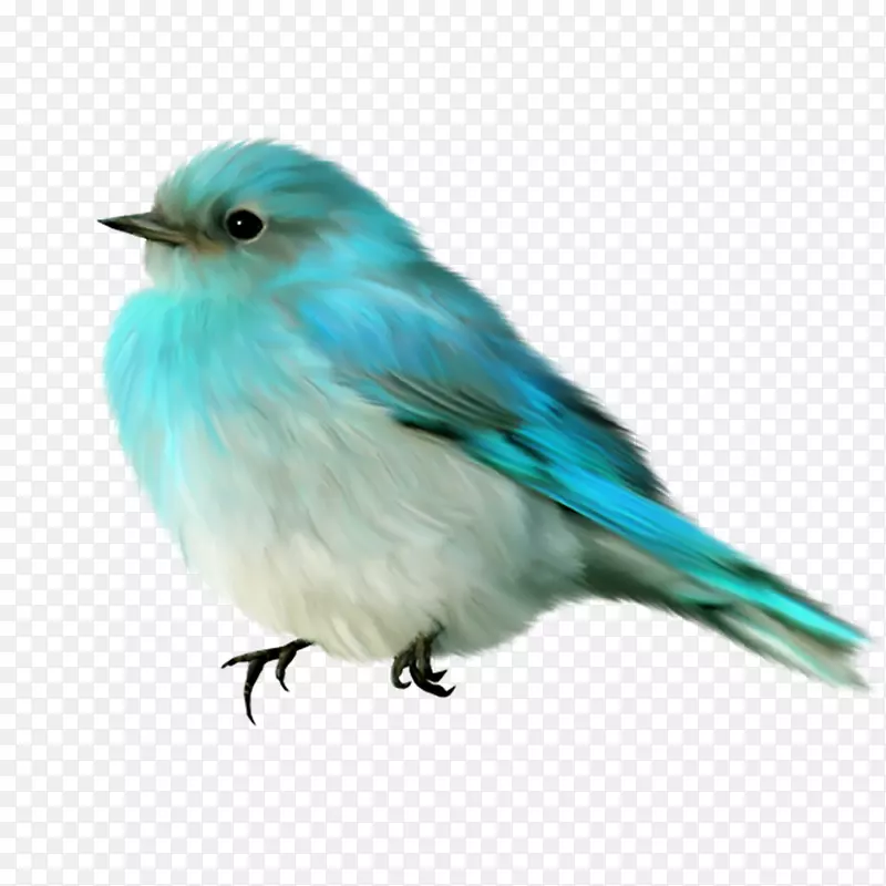 鸟类剪贴画-蓝鸟