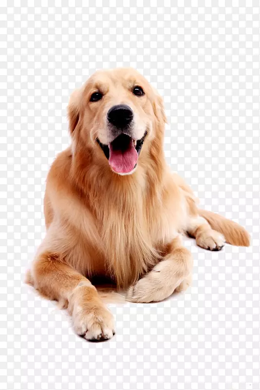 金毛猎犬拉布拉多猎犬小狗宠物金毛猎犬