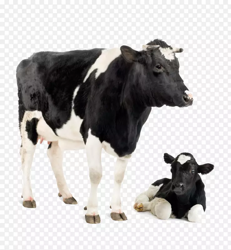 荷斯坦，弗里西亚牛，泽西牛，白色公园牛，小牛，奶牛形象
