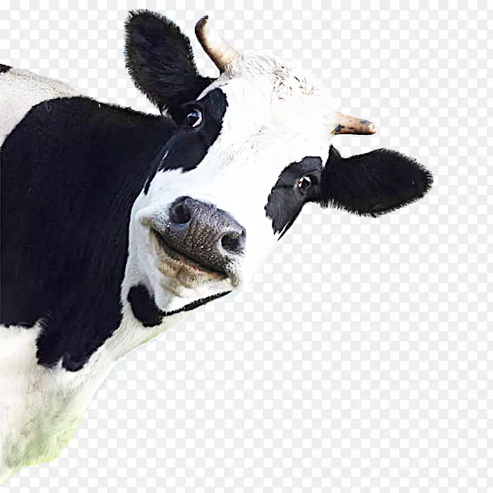 加利福尼亚牛胀气甲烷家畜-一头牛