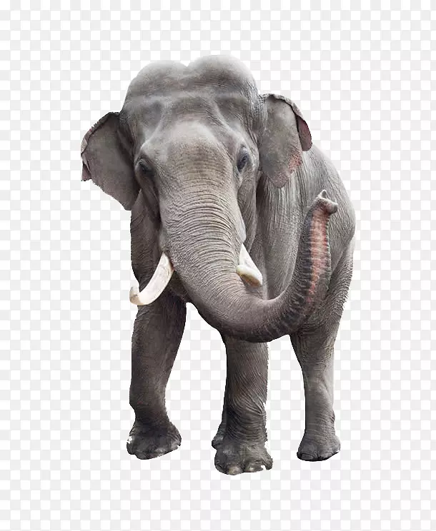 非洲灌木丛象，印度象股摄影，象头，旅店-大象