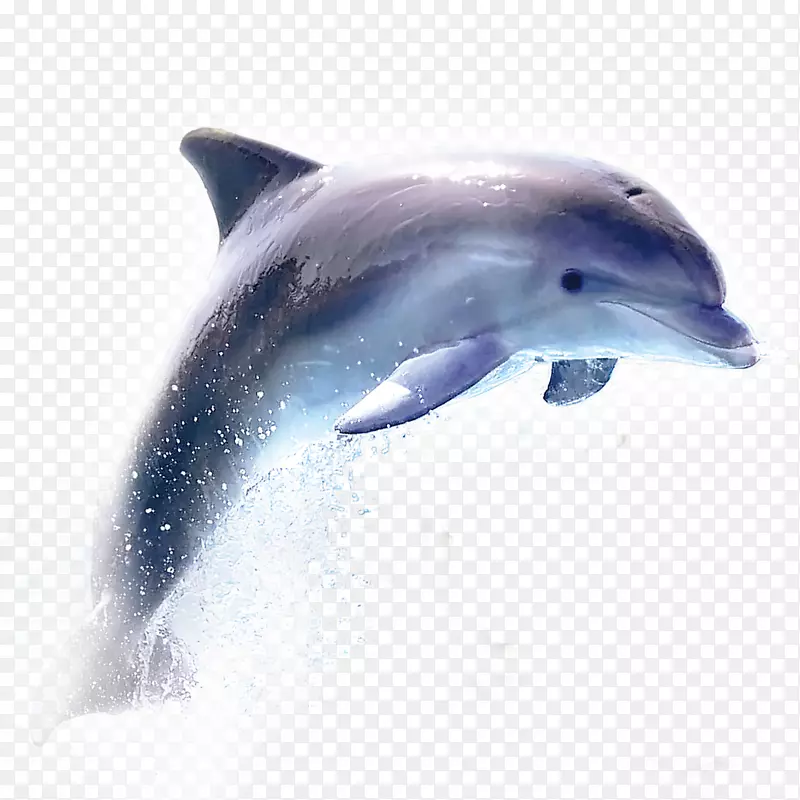 海豚-海豚