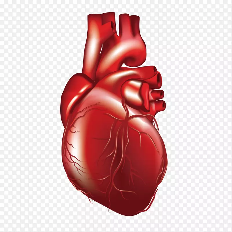 心脏三维计算机图形计算机文件-人类心脏