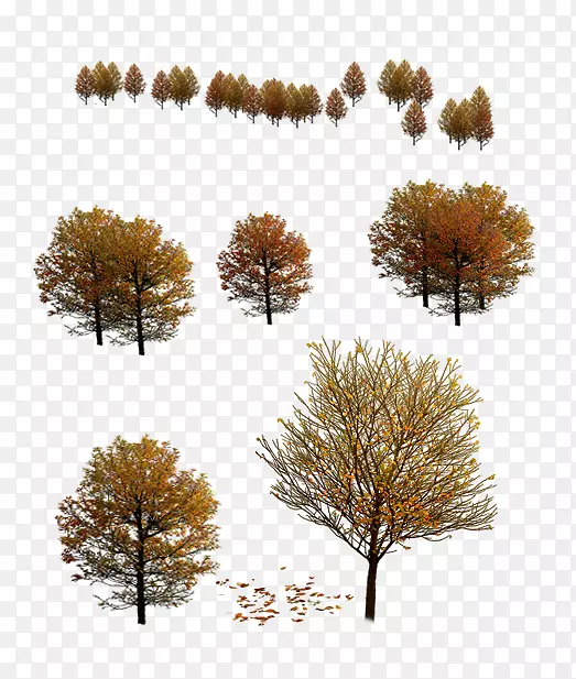 秋秋树三维造型