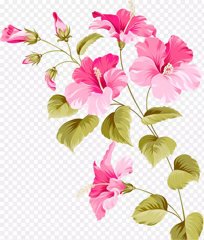 芙蓉载体植物-花卉