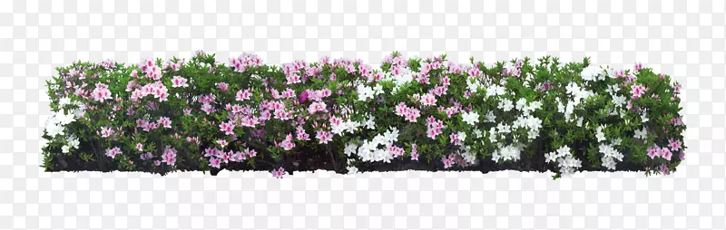 灌木花卉树-白花花园