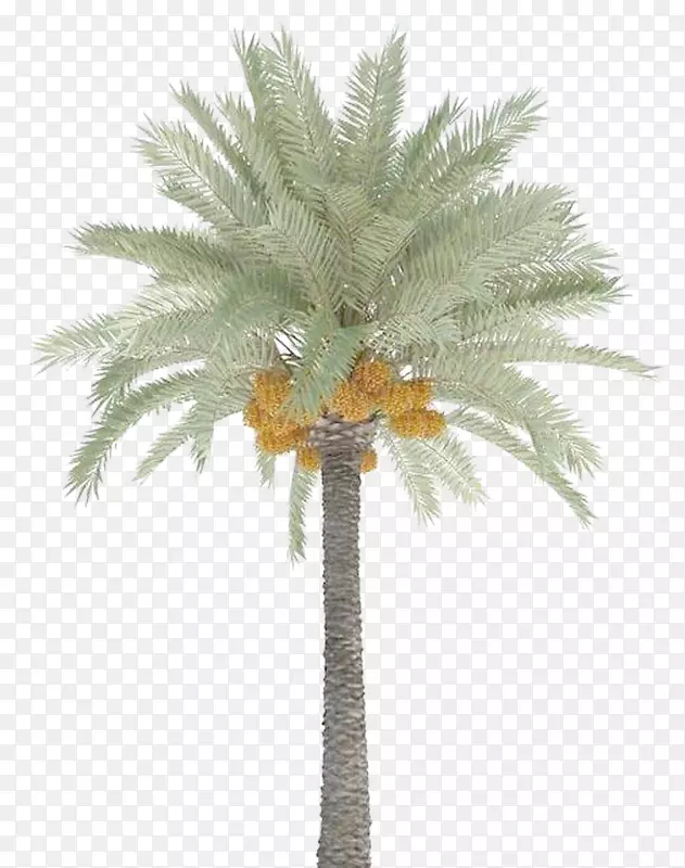 枣棕榈树