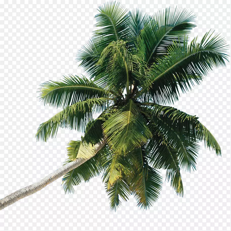 槟榔科棕榈树