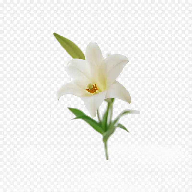 百合花束复活节百合‘Casa Blanca’-白色百合