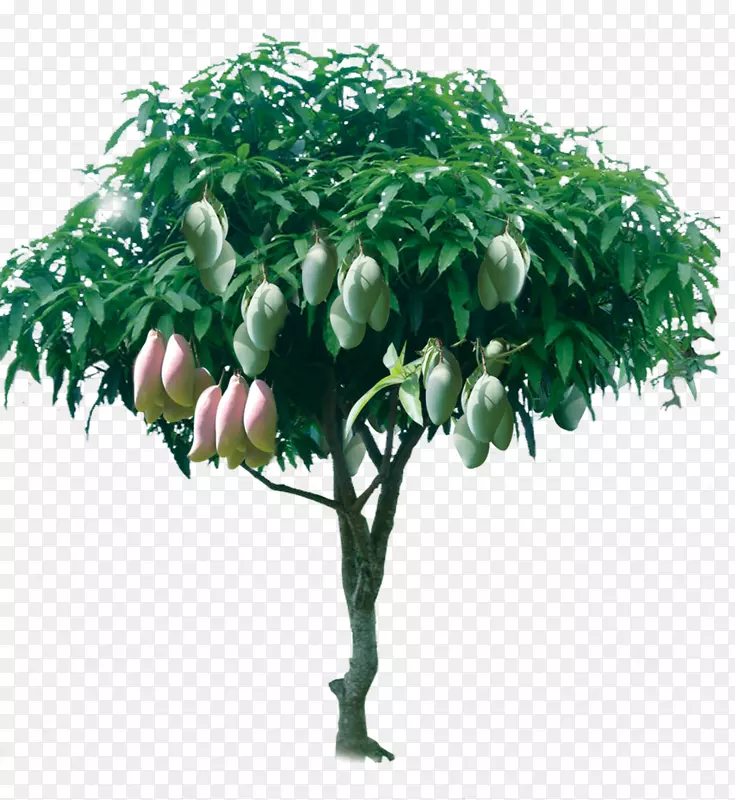 芒果树-丰产芒果树