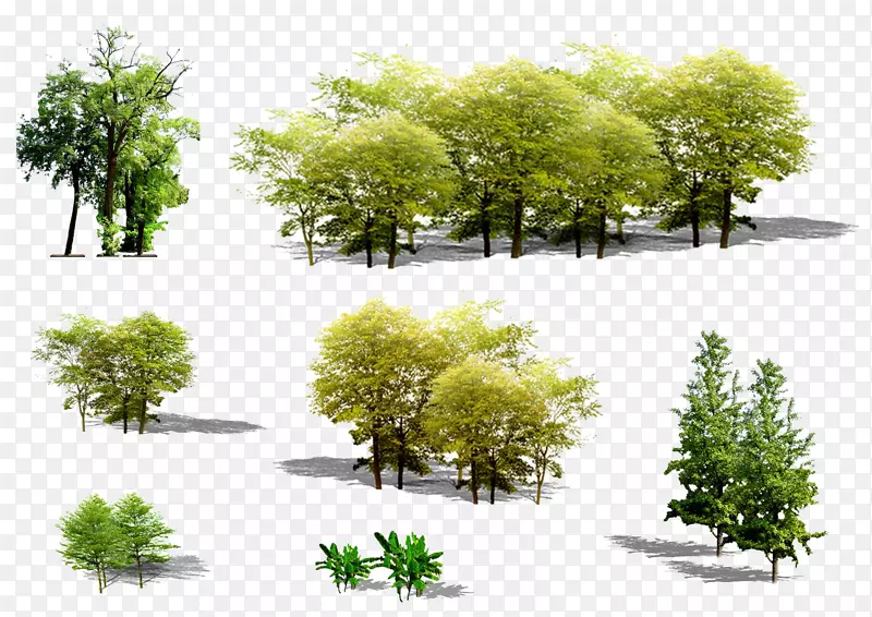 植物-绿树