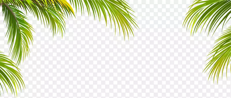 叶椰子树-椰子叶边缘纹理