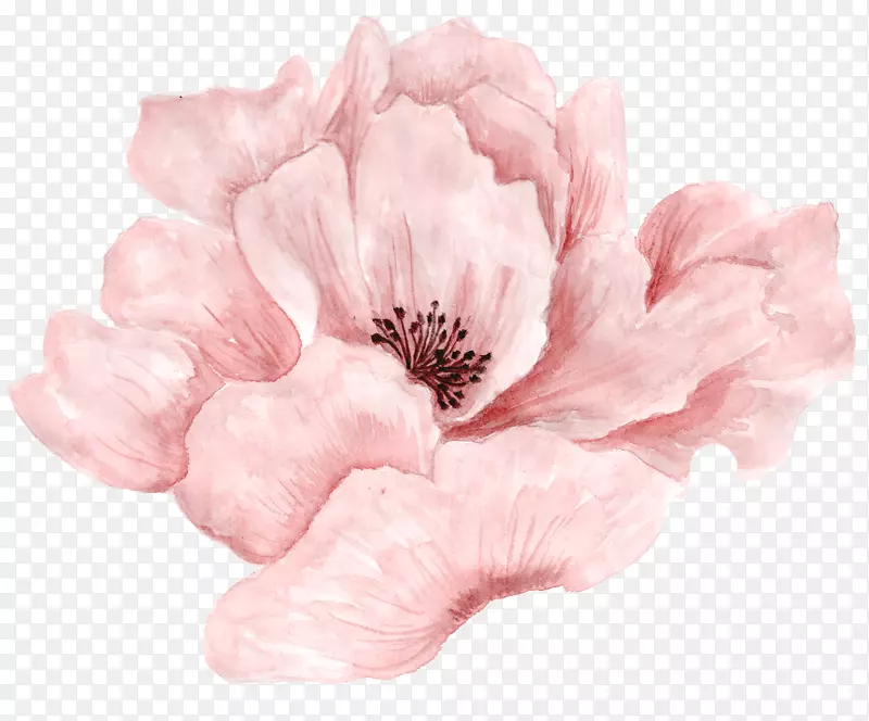 水彩画-美丽的粉红色花朵盛开
