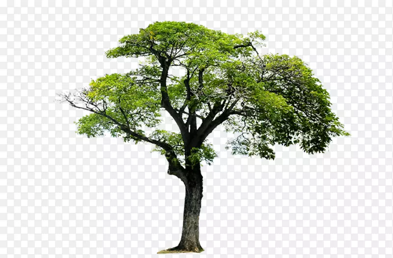 丁腈橡胶单体1，3-丁二烯-树木，景观树