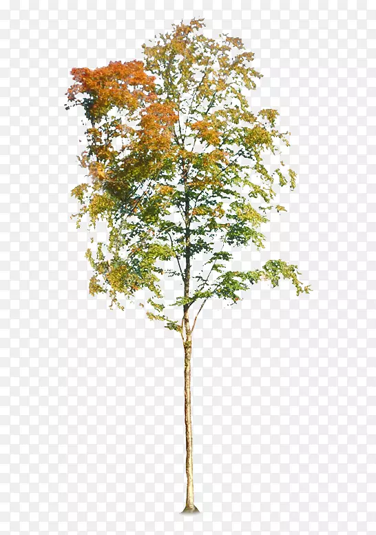 树秋-美丽的秋树