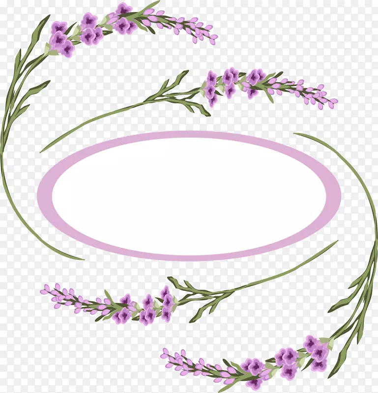 薰衣草圈紫罗兰-紫色薰衣草圈
