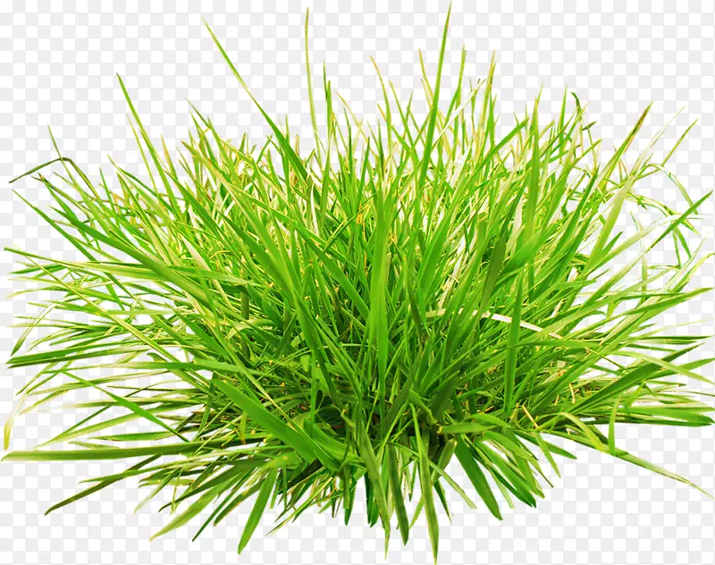 草片艺术-绿草植物