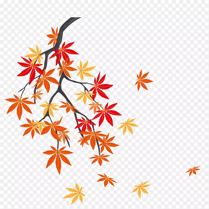 秋叶颜色枫叶-枫树上的落叶