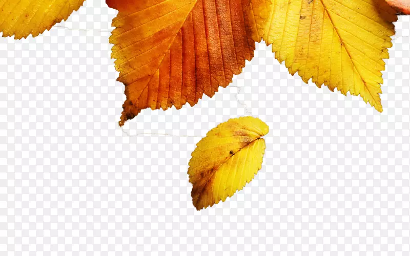 树叶秋天黄色壁纸-黄色秋叶