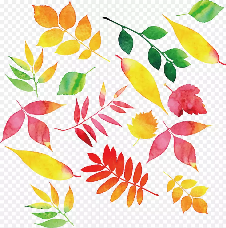 秋叶颜色-彩色水彩秋叶