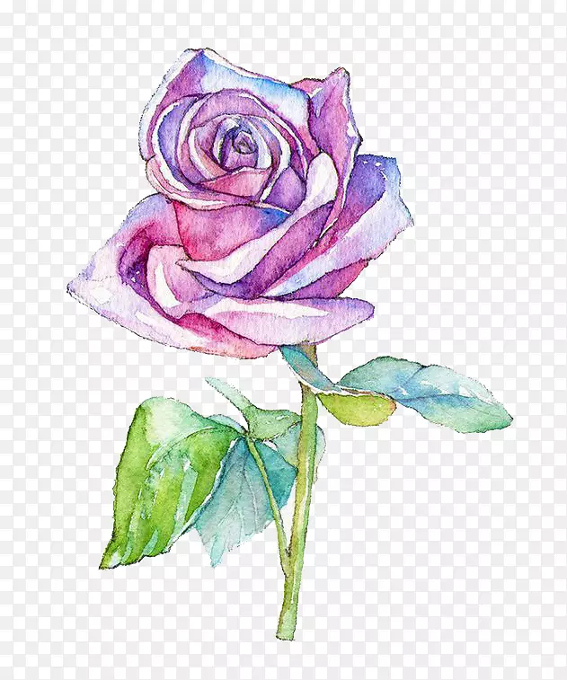 水彩画花园玫瑰蜈蚣玫瑰插图.水彩画花