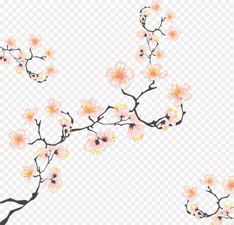 樱花插图-樱桃树枝