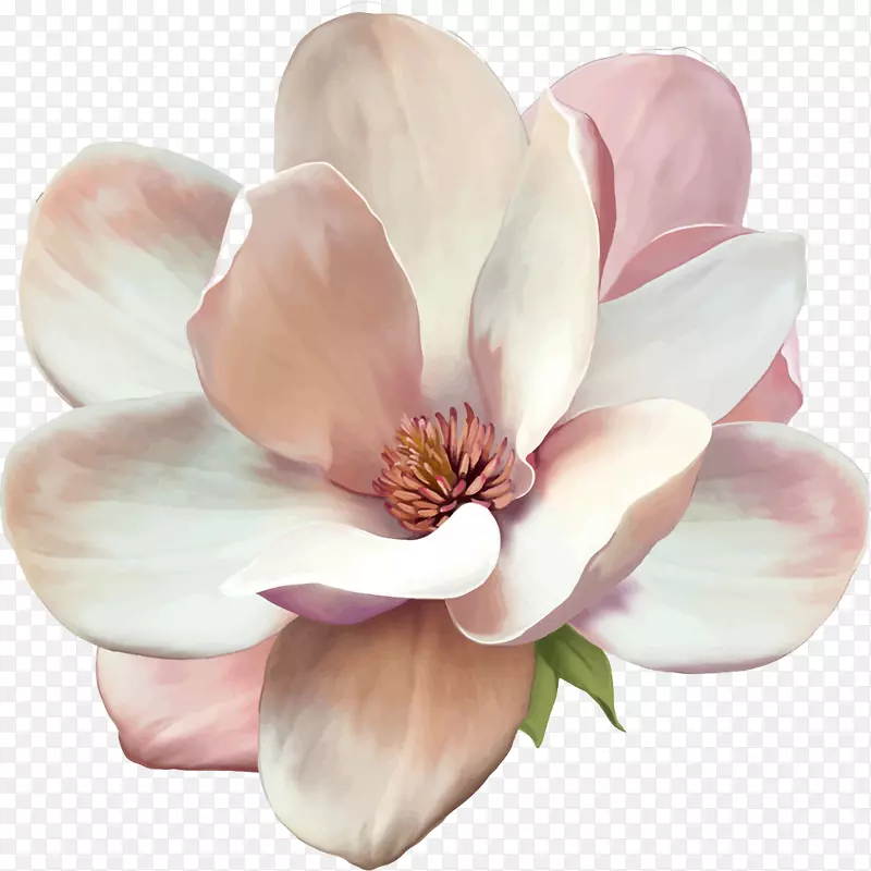 木兰花束摄影.粉红花