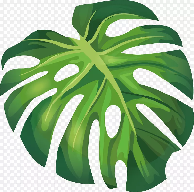 叶槟榔科欧式图-绿夏香蕉叶