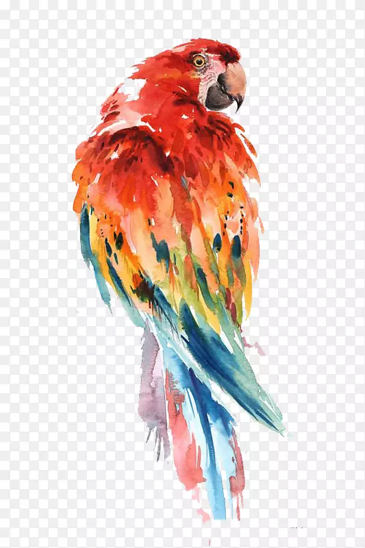 鹦鹉水彩画鸟画艺术鹦鹉