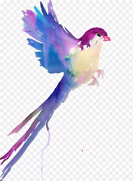 鸟水彩画素描-鸟