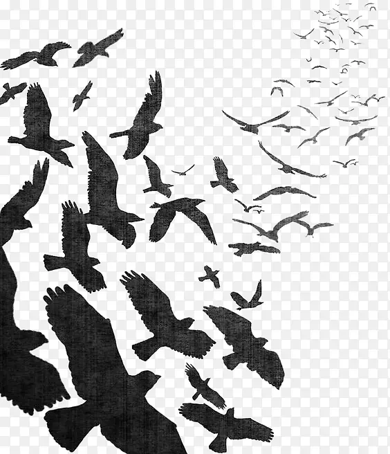 鸟类飞行普通乌鸦群-水彩乌鸦