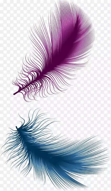 羽毛紫羽