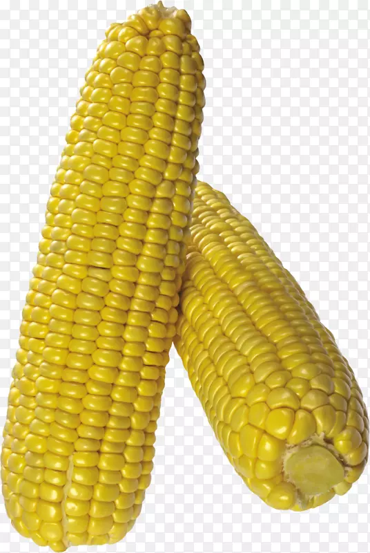 玉米玉米芯上的爆米花田玉米-玉米PNG图像