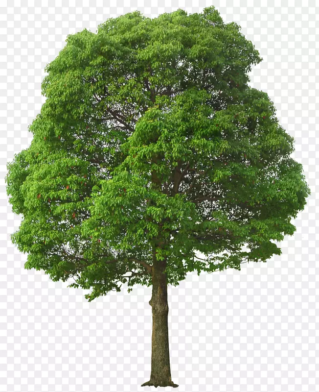 树木剪贴画-大绿树PNG图片