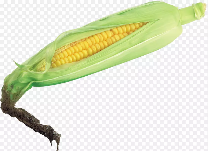 玉米在玉米芯上的蔬菜外壳-玉米PNG图像