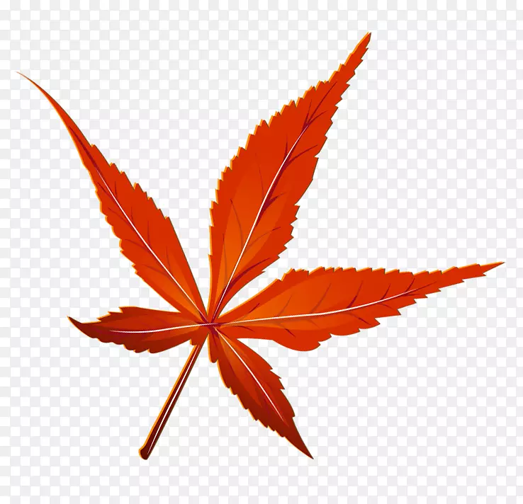 枫叶剪贴画-透明红叶图片