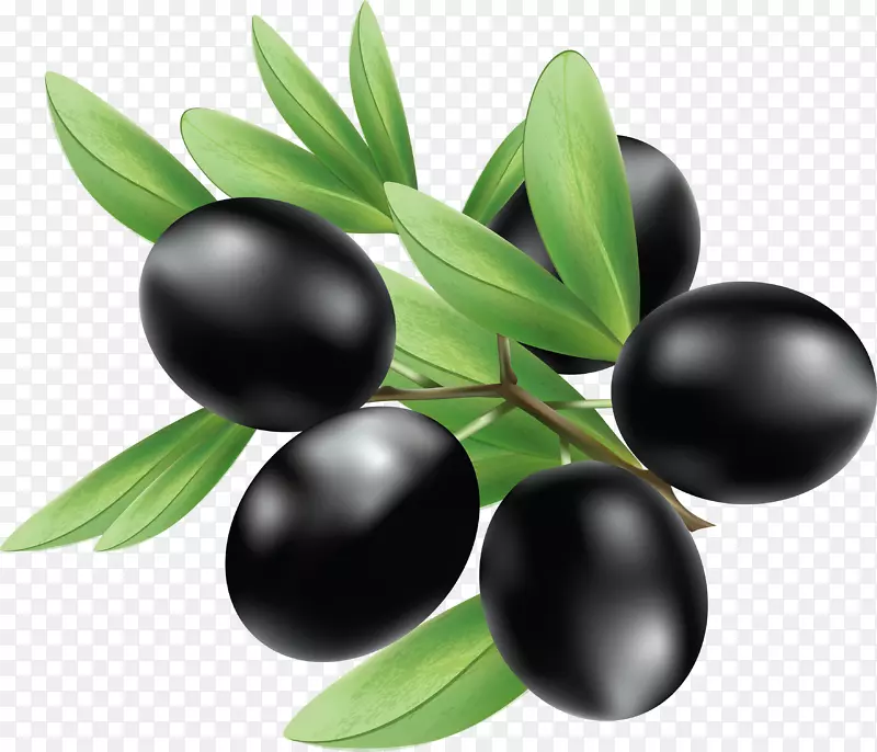 橄榄插图-黑橄榄PNG