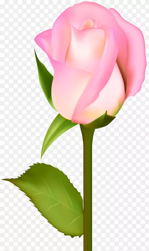 花园玫瑰百叶玫瑰剪贴画-美丽的玫瑰透明剪贴画PNG形象