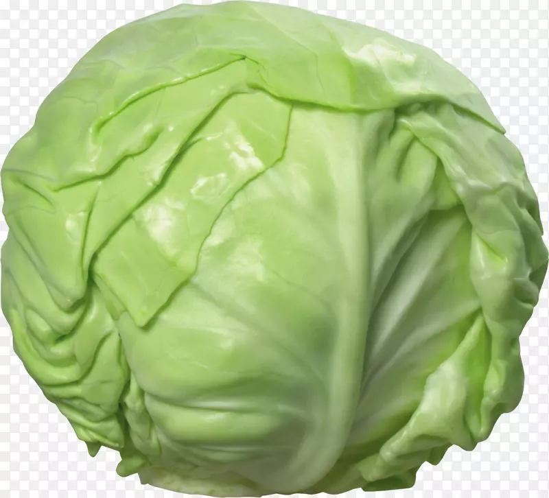 大白菜花椰菜剪贴画-白菜PNG图像