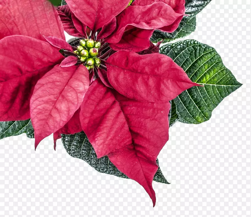 一品红花圣诞植物叶-圣诞一品红