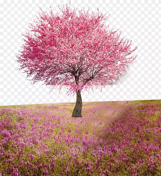 花树计算机文件-桃树