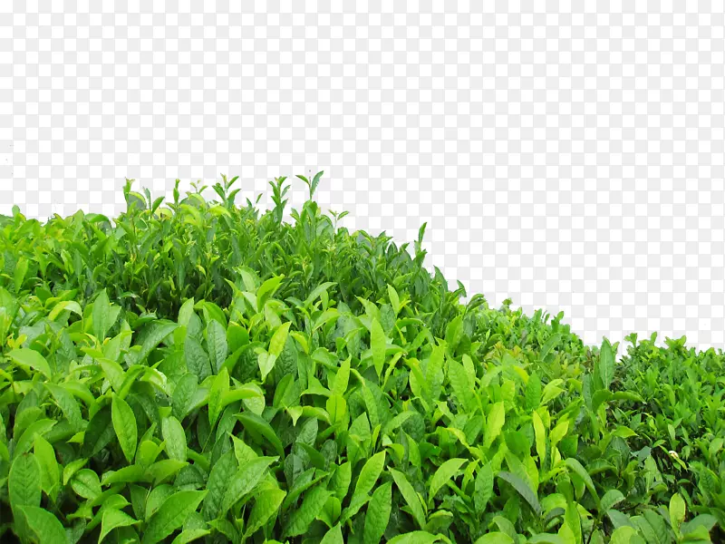 绿茶乌龙井茶高山茶树