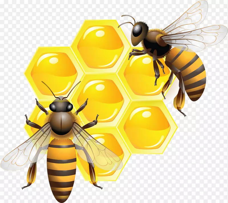 蜜蜂昆虫无人机-蜂蜜PNG