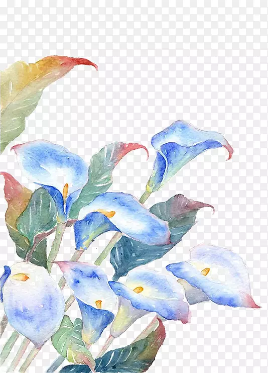 水彩画花卉插图.蓝色花朵