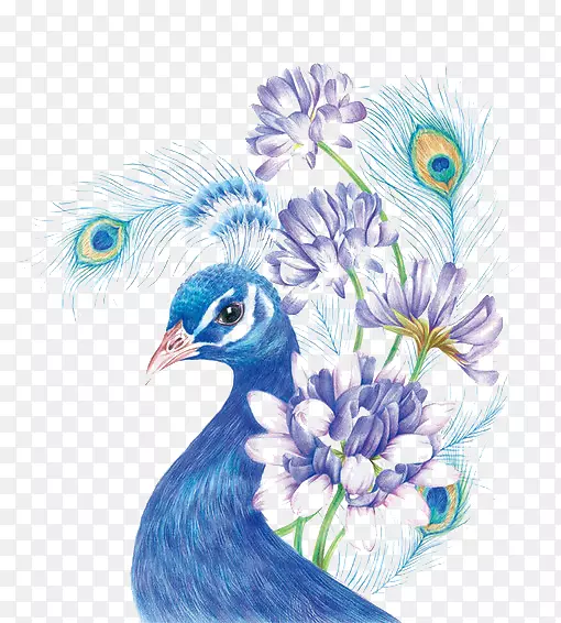 彩色铅笔画素描-蓝色孔雀