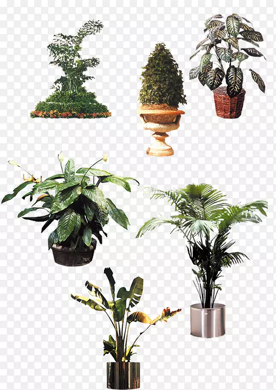 室内植物花盆树-外来植物