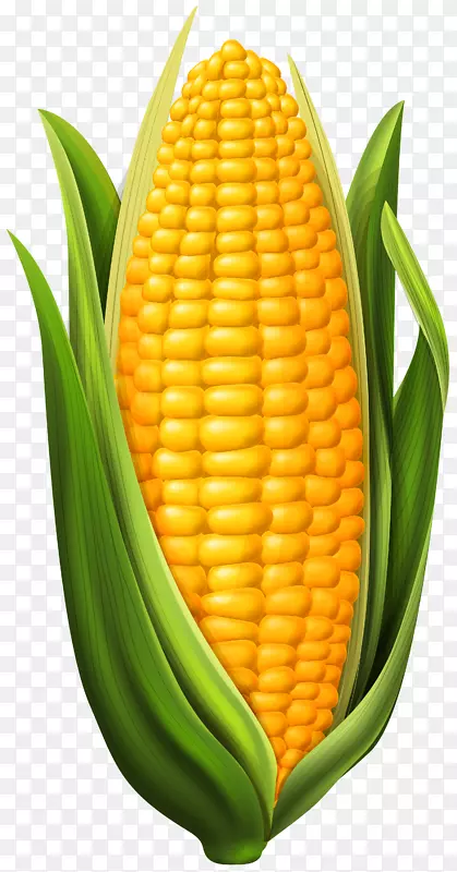 玉米上的玉米剪贴画-玉米PNG剪贴画形象